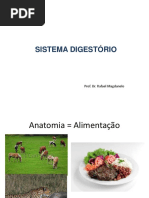 SISTEMA DIGESTÓRIO- CAV ORAL