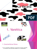 genética y características de la vaca 