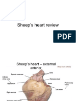 Sheep Heart