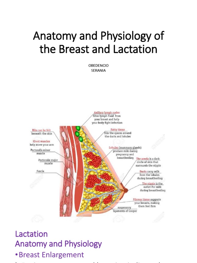 2AnatomyandPhysiologyoftheBreastandLactation