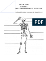 scheletul (1)
