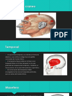 Musculos faciales