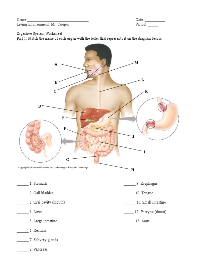 ANATOMY DIGESTIVE SYSTEM PACKET ANSWERS PDF visual data 5