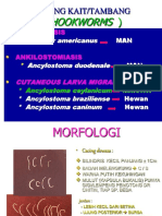 hookworm & clm-IKT