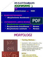 Hookworm & clm-IKT