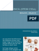 Sel Punca (Stem Cell)