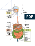 aparato digestivo.docx