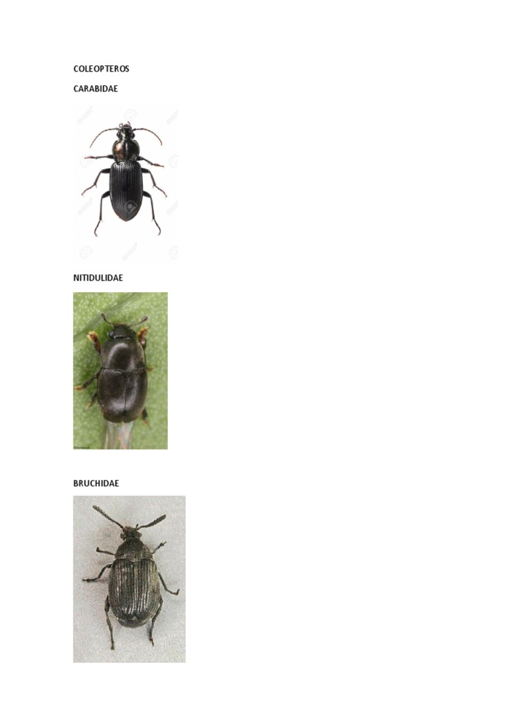 COLEOPTEROS | PDF