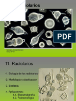 11_Radiolarios