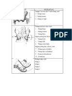 Praktikum Tulang Panggul Dan Kepala Janin