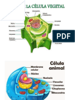 Celula Animal Vegetal y Humana