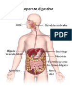 Sistema Respiratorio