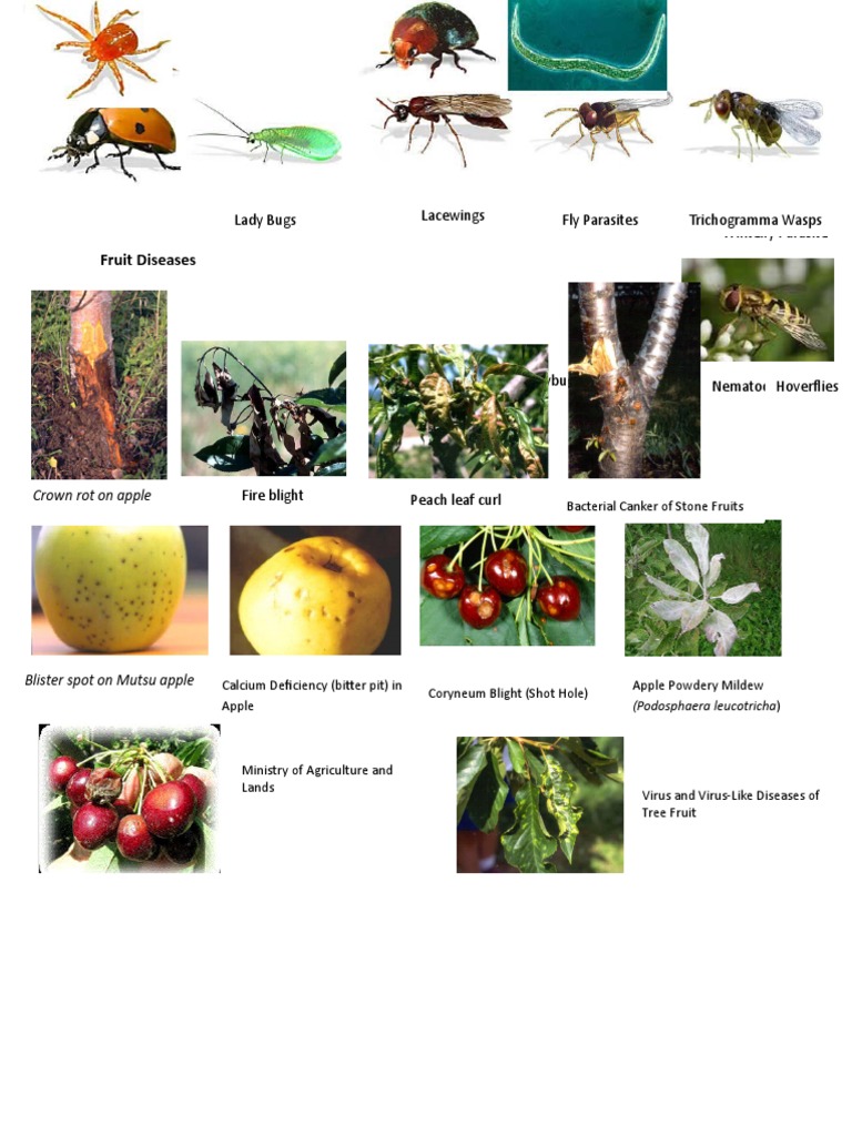 Fruit Disease Management Strategies | PDF