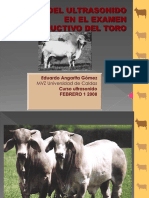 ULTRASONIDO TOROS.ppt