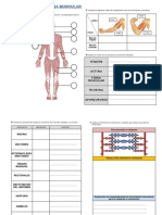 Sistema Muscular Actividades PDF