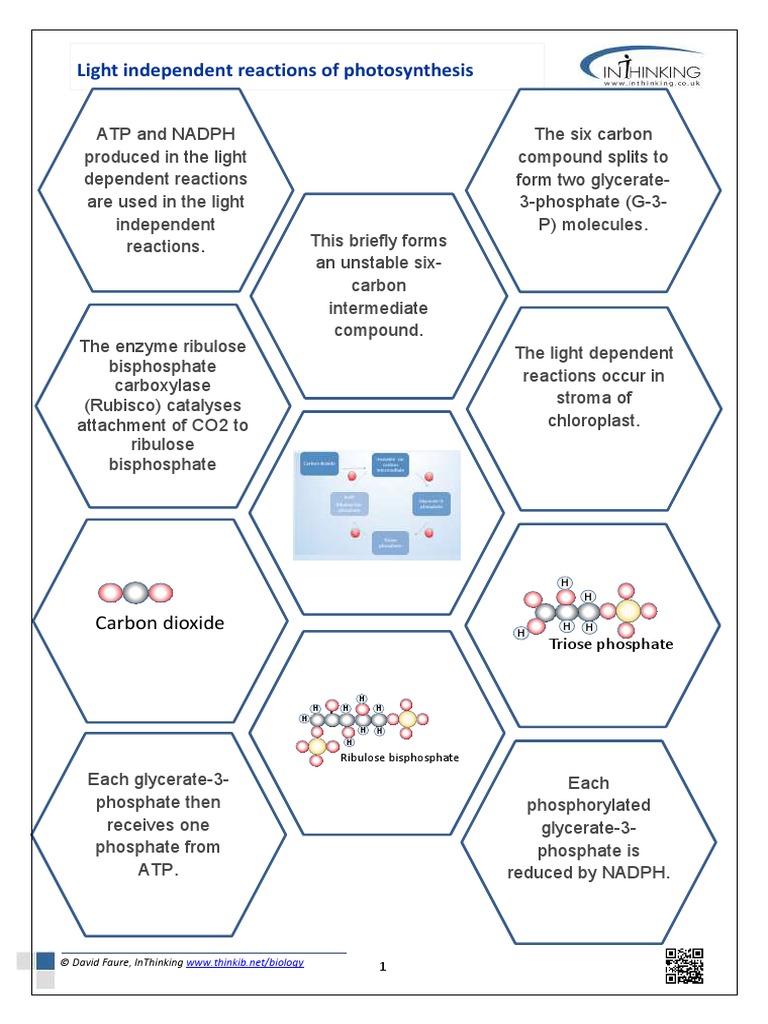 Light Indepen Reactions Solo Hexagons Cellular Processes Biochemistry