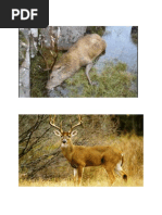 Pisici Egiptene  PDF