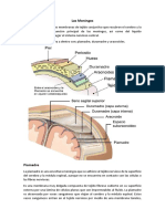 Neuroanatomia - Las Meninges