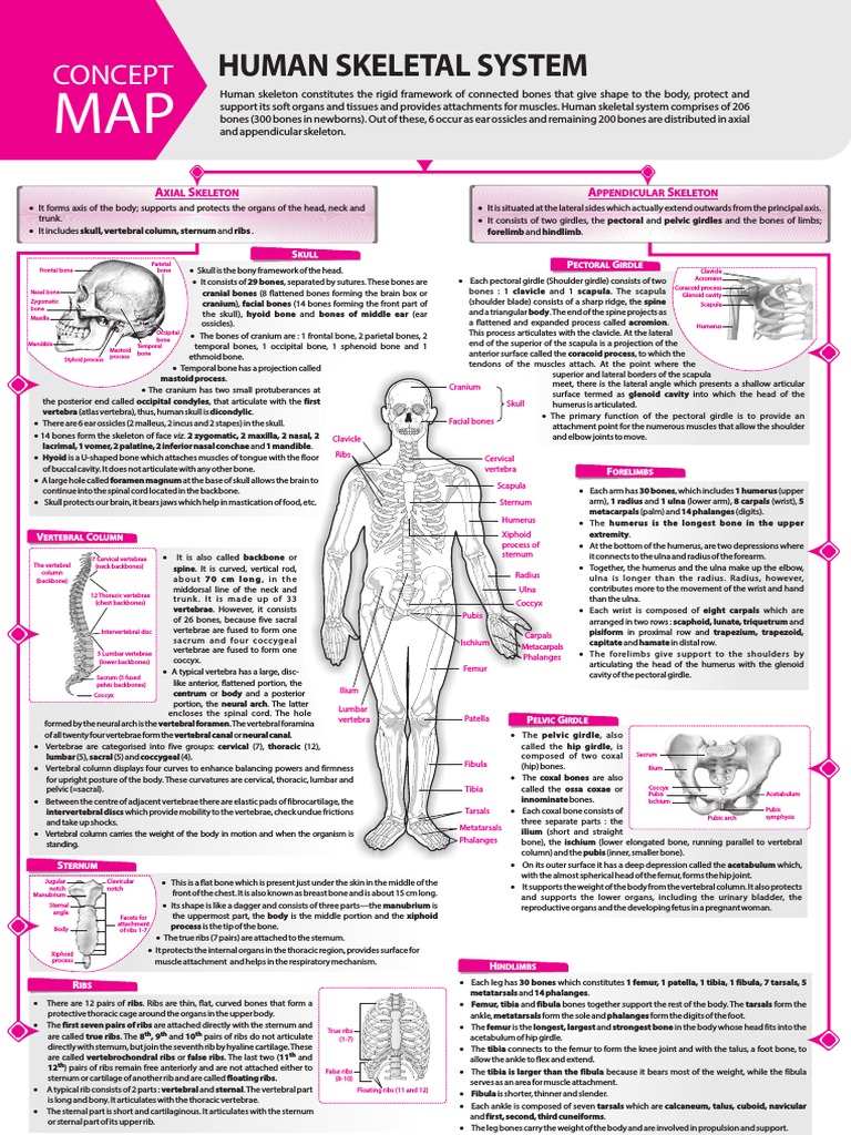 Human Skeletal System Overview | PDF | Vertebral Column | Vertebra