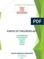 Parts of The Internal Structure of A Leaf