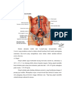 Anatomi Saluran Kemih