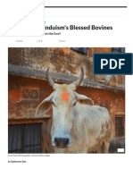 Holy Cows - Hinduism's Blessed Bovines