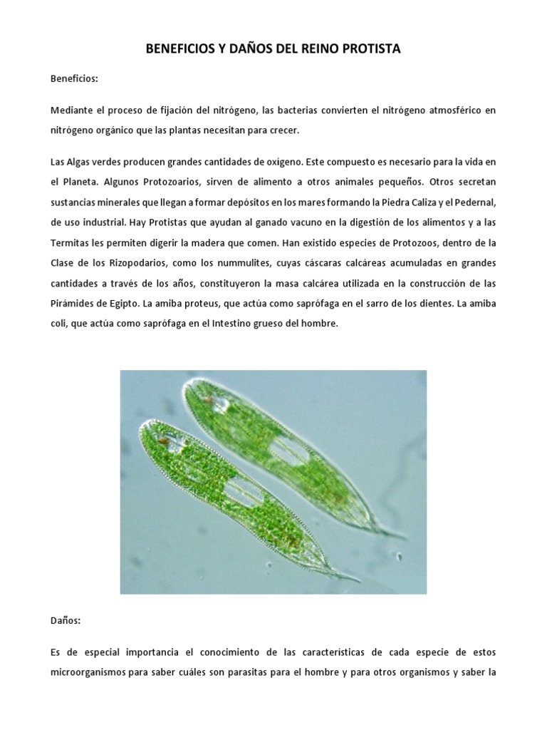 Enfermedades y Beneficios de Los Protistas | PDF | Ciencia y matemáticas