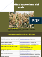 maiz.pdf