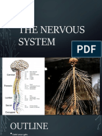 Nervous System PDF