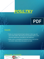 Poultry Meat