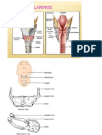 Anatomia Gâtului