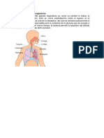 Función Del Aparato Respiratorio