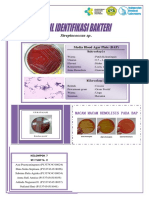 Hasil Identifikasi Bakteri