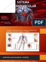 Sistema Cardiovascular