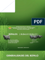 BUFALO