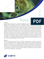 Rata Gris PDF