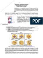 prueba piloto mitosis meiosis 2018-2 docx.docx