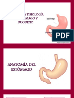 Anatomía del estomago