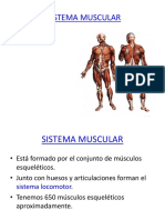 3 Clase Sistema Muscular Unica