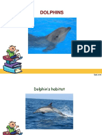 dolphins.ppt
