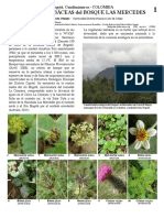 Herbaceas COLOMBIA LA MERCED.pdf