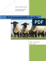 Boli Ovine