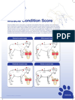 Muscle-condition-score-chart-2013-1