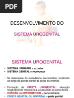 Sistema Urogenital