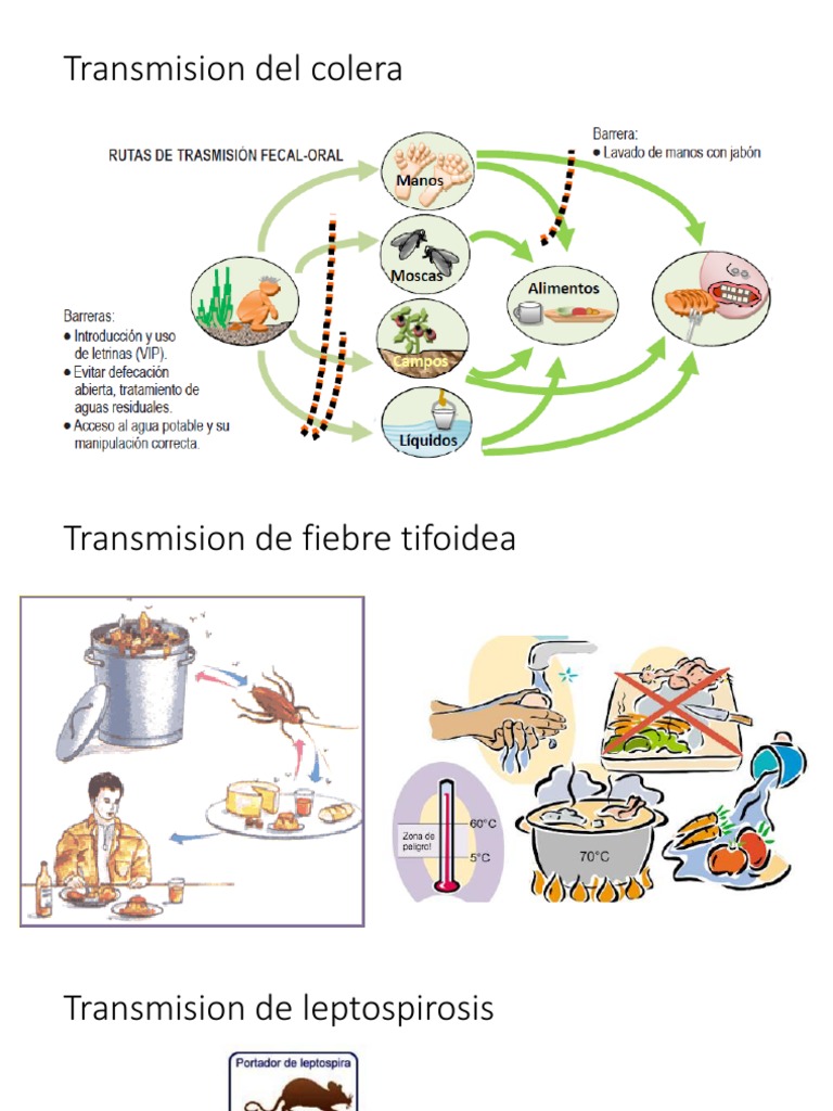 Transmision Del Colera | PDF