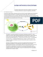 Researchers Team Up Algae and Bacteria To Boost Hydrogen Production