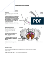 Diagrame Pelvien Et Perinee