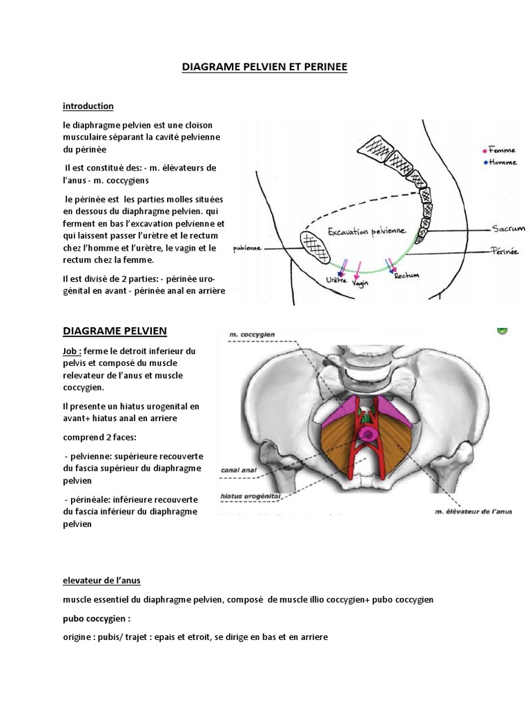 anatomie-du-diaphragme-pelvien-et-p-rin-e-pdf-rectum-bassin