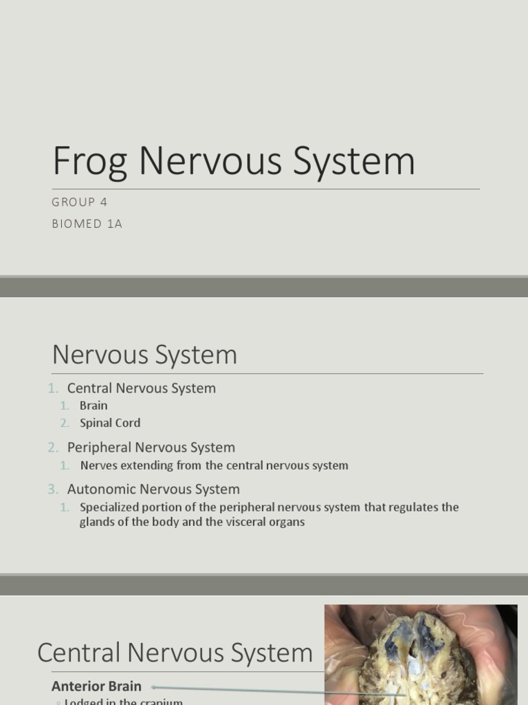 Beyond Croaking Exploring The Frog Nervous System - rthm06y