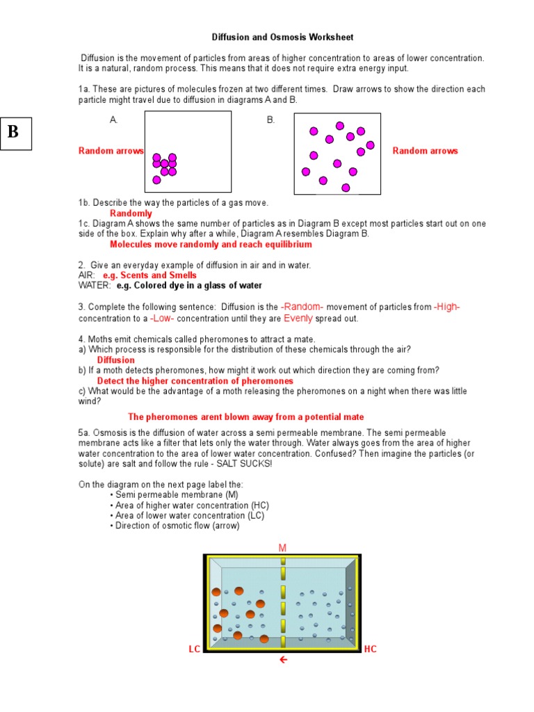 osmosis worksheet answer key pdf In Diffusion And Osmosis Worksheet Answers